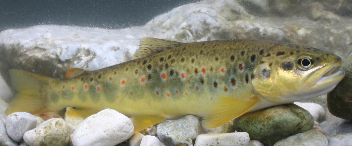 potocna postrv - Salmo trutta